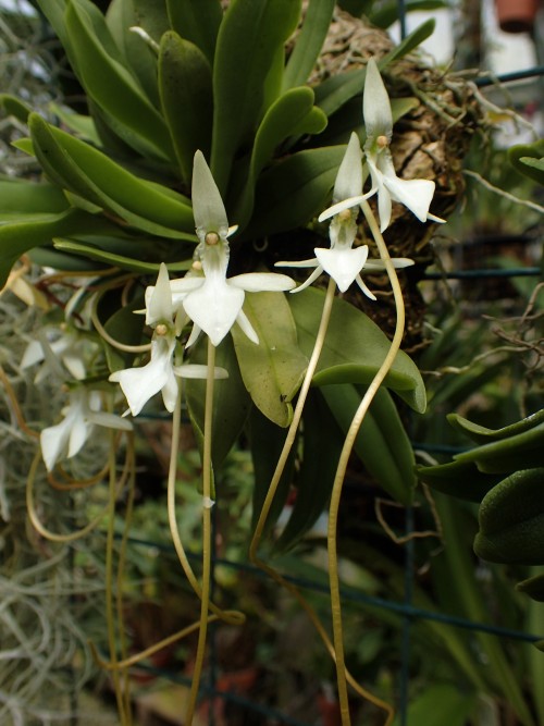 orchid-a-day:  Jumellea densefoliataApril
