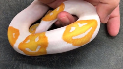 sixpenceee:After 8 years of trying, selective breeder Justin Kobylka has created a Ball Python snake with smiles on the skin. 
