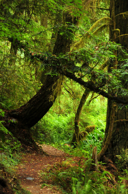 silvaris:Woodland Hike in Redwood National Forest by Blue Prince Photography