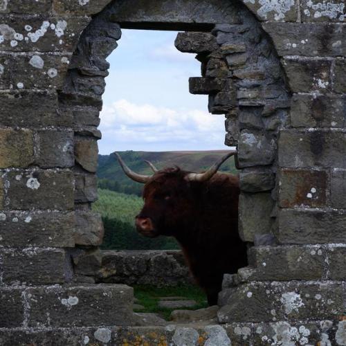 Watching Me Watching You on Levisham Moor, North Yorkshire. England.Oops, this cow appears to have t