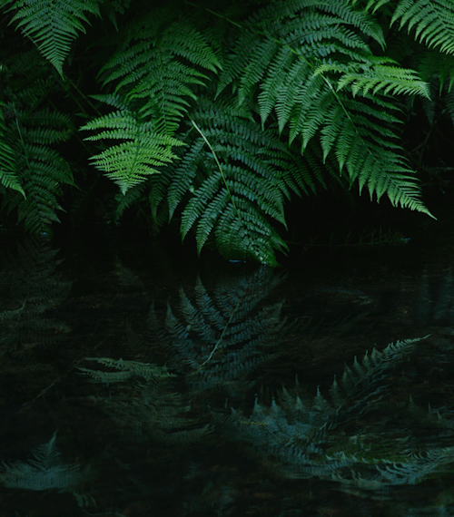 tinyclicks:this is good enough fern now