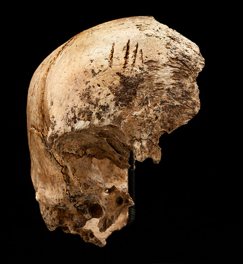 latimes:  Cannibalism in Jamestown Those with weak stomachs may want to avoid going any further. Researchers today unveiled proof of alleged cannibalism during times of dire starvation in the fledgling Virginia colony. From the writings of George Percy,