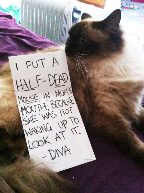 3-ducks-in-a-trenchcoat: emanantfeminine: awesome-picz: Asshole Cats Being Shamed For Their Crimes