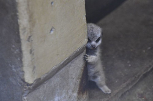 boredpanda:   Japanese Photographer Captures A Shy-At-First Baby Meerkat And Its Family In 23 Pics    Ommgggg 😍🥰❤️ babeeee, look! @ thingssthatmakemewet!! 