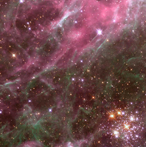 gunsandposes-history:  A starbursty glimpse of the Tarantula Nebula, observed by NASA’s Hubble Space Telescope in 1999. Note a region called Hodge 301 in the lower right corner. It’s filled with stars so old they have blown up as supernovae, blasting