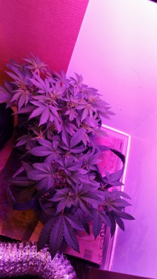 jewlioncashew:  flowerr–child:  MY plants grown under MY lights. Pls give credit.