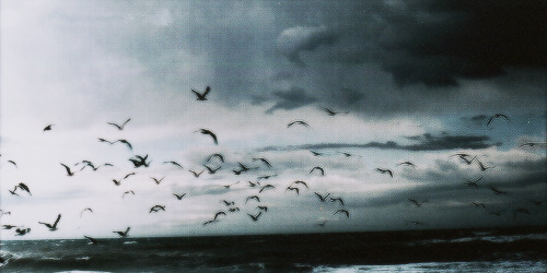 Wild youth