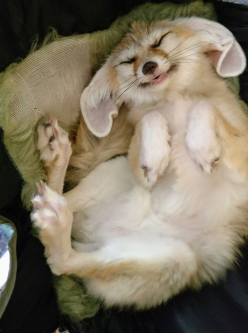 geothefennec: Little gremlin