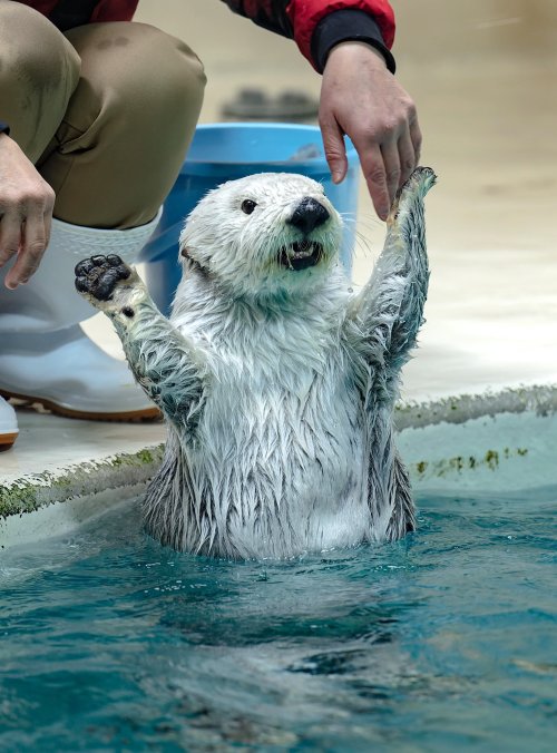 sea otter