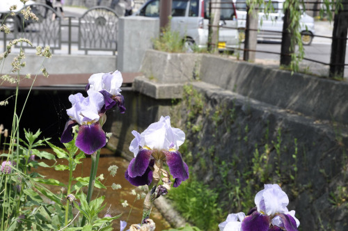 Otaru (小樽市 Otaru-shi) 