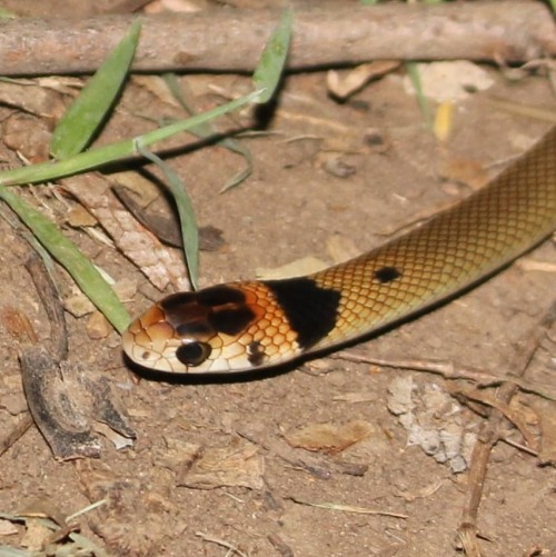 Few release shots from last night&rsquo;s tiny #Brownsnake, caught snooping around inside a kitchen 