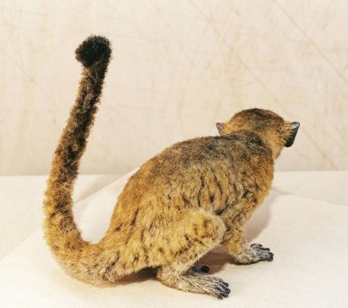 Extint lemuridae #lemur #eocene #mainz #animalsculptures #wildlifeart #fakefur #fur (at Naturhistori