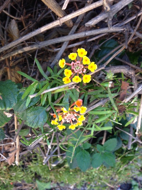 1.28.17 - From about a month ago - some type of wild Latana flower! (I don&rsquo;t know them eno