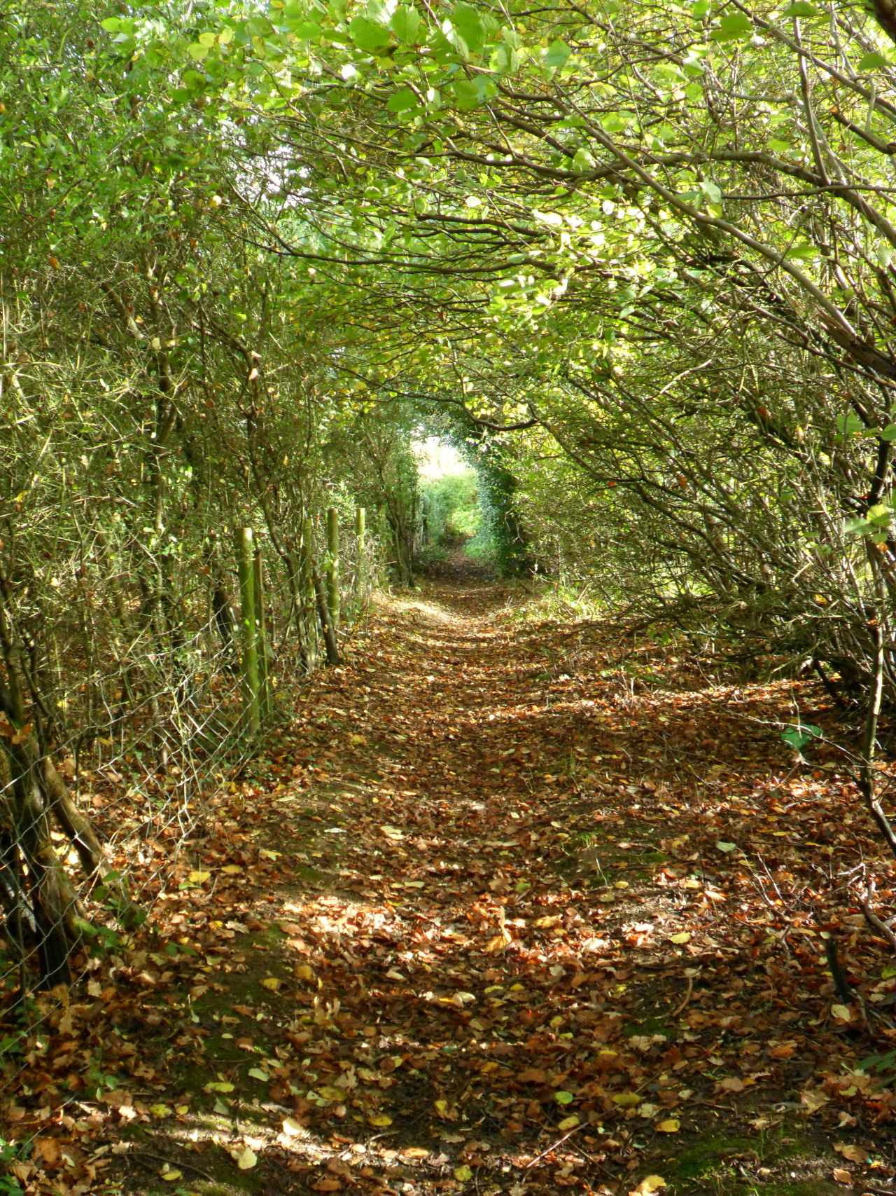 vwcampervan-aldridge:  Tunnel of trees, Druids Heath, Aldridge, England All Original