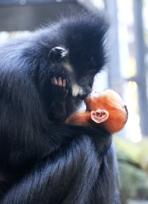 jadedownthedrain: Baby Francois Langur monkey and her mother, at Sydney’s Taronga Zoo.