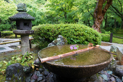 mizunokisu:圓光寺 by GenJapan1986