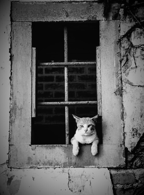 Cats W & B