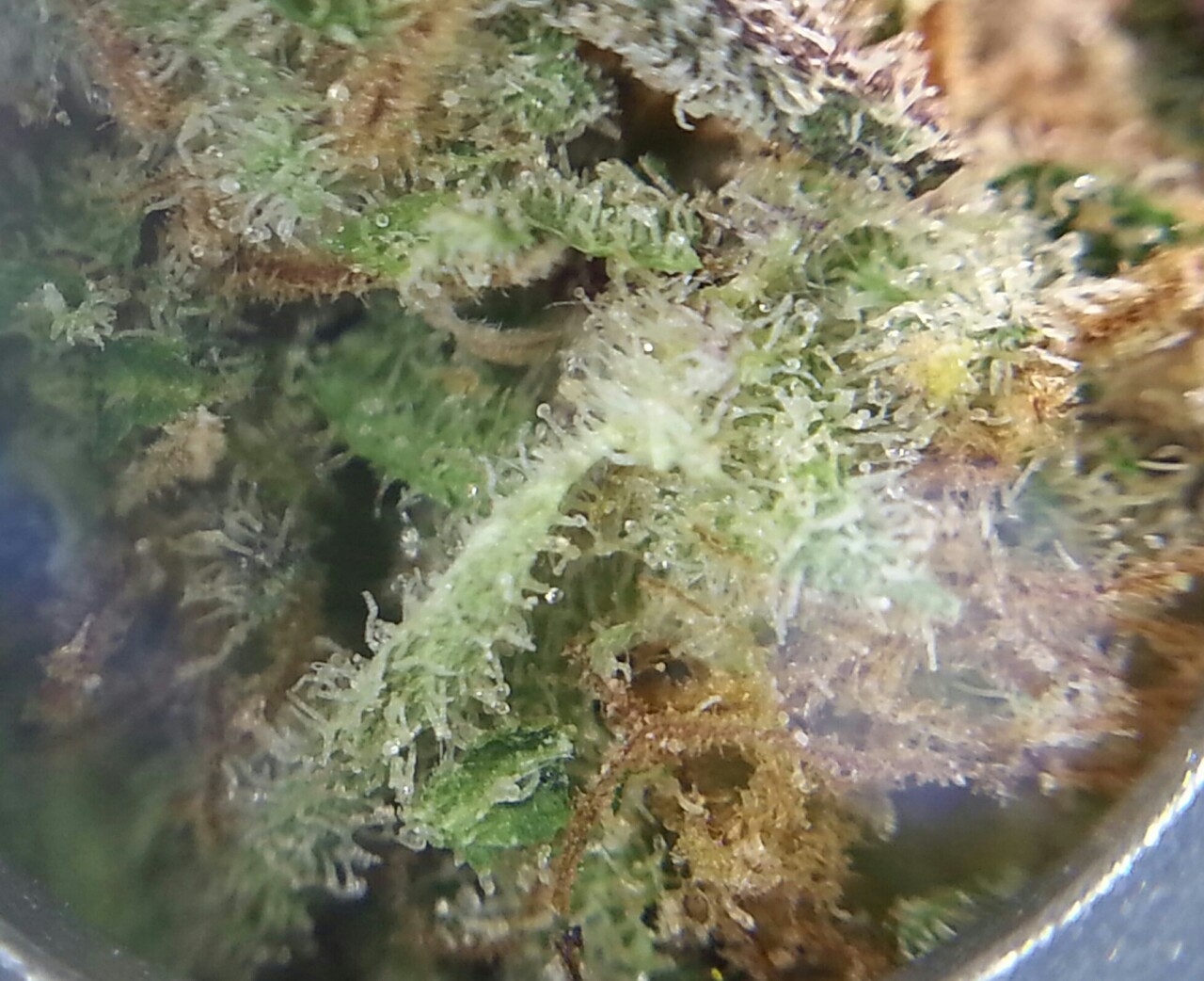 smoketogethighcustheworldissolow:Just look at it 😍