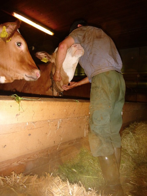cowboyz: #Bauer #paysan #dairy #farmer #Melkerbluse