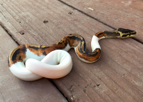 picassotheballpython:Picasso got some much needed fresh air tonight, managed to get some pics that r