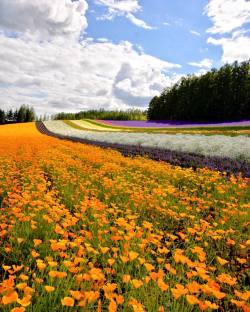 cedorsey:Flower Field In Farm Tomita  by CapkaiedaFind more like this tagged:  flowers