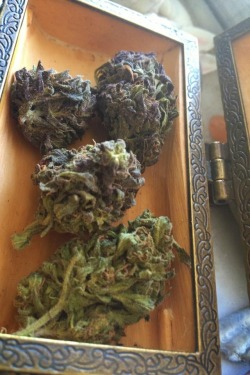 sour-d1esel:  Just picked up some purp todaaaaaay:)