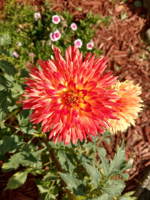 I planted dahlias this year and these are the first blooms.