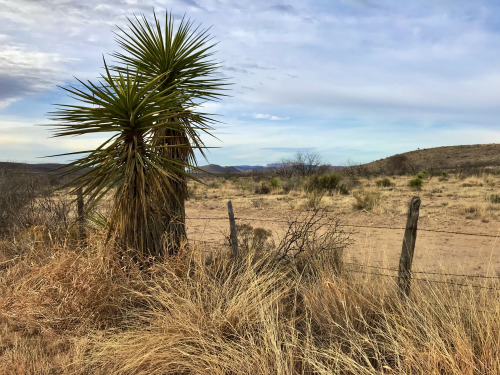 Torrey Yucca (Yucca torreyi), south of Marathon, Brewster County, Texas.