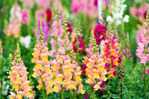 Type Of Flower (HC)