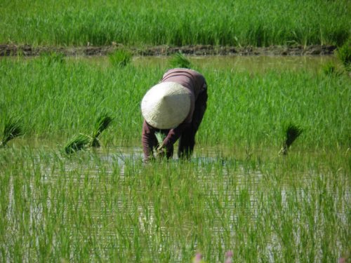 Vietnam. Working hard in the paddy fields.