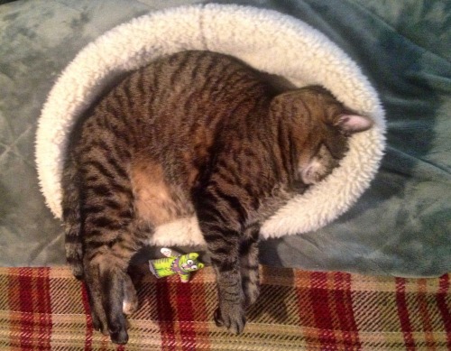 ohnopicturesofanothercat: It’s possible I should be getting Utley a bigger bed.