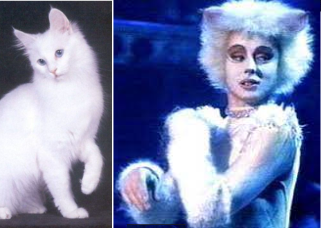 Jelicle Cats As Real Cats! TheKittin