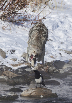 agameofwolves:  Snarling Coyotes by lgambon