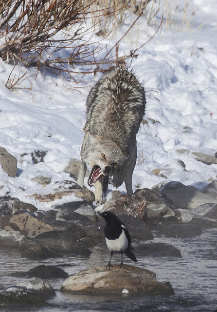 agameofwolves:  Snarling Coyotes by lgambon on Flickr. 