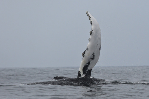 trynottodrown: Humpback whale | toryjk