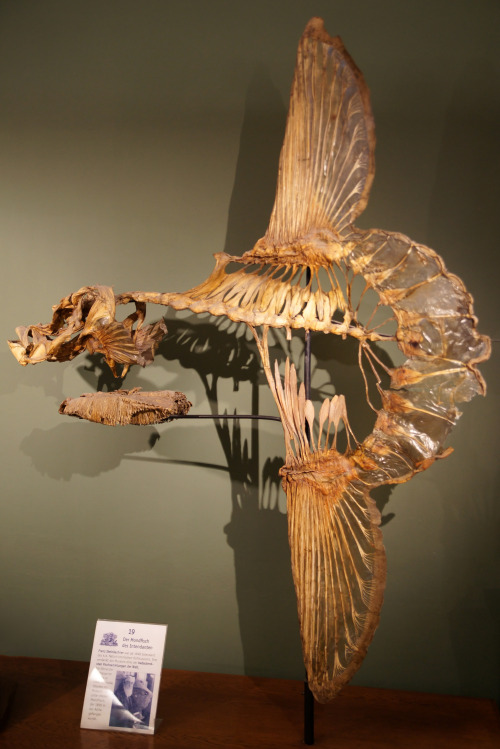 griseus: The ocean sunfish (Mola mola)  is the heaviest known bony fish in the world.