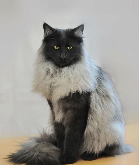 awwww-cute:  This cat looks like an ancient and powerful wizard. (Source: http://ift.tt/2lkxeOu)