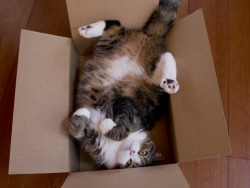 cybergata:  Maru can not resist any box.