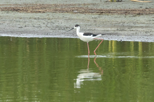 セイタカシギ（Black-winged Stilt）