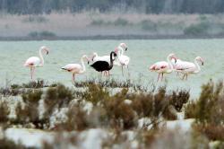sixpenceee:A black flamingo is seen in a salt lake at the Akrotiri Environmental Centre on the southern coast of Cyprus April 8, 2015. The flamingo is thought to have a genetic condition which causes it to generate more of the pigment melanin, turning