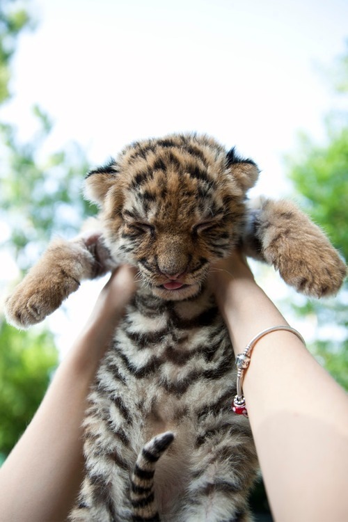 acai-daisy:  lemonkiddo:  tropical-iislands:  vanillaa-sunshine:  ♡♡ active jungle