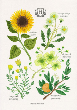 amandaherzman:    this is the first in a new floriography series - flowers that represent traits from each hogwarts house! 1st up is hufflepuff  instagram / twitter / shop  