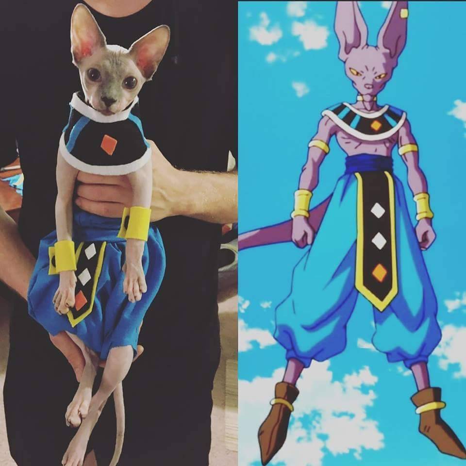 kamikame-cosplay:  Okay, have to share it - that’s the best and the cutest Beerus