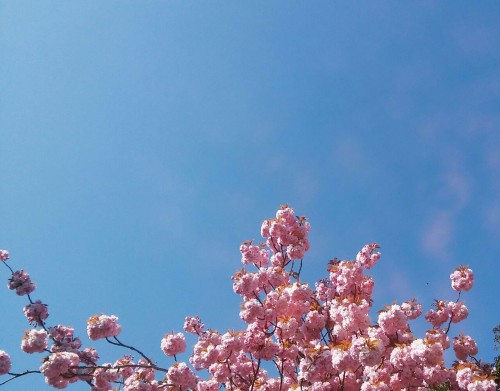 starlitastronaut: I love spring