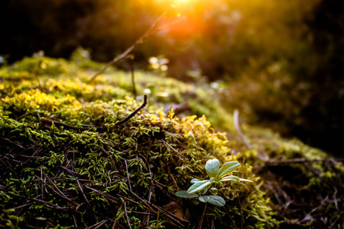 La Vita Nouva&hellip;.moss, green, god damn the earth is alive here. I’m mad with taking photos of i