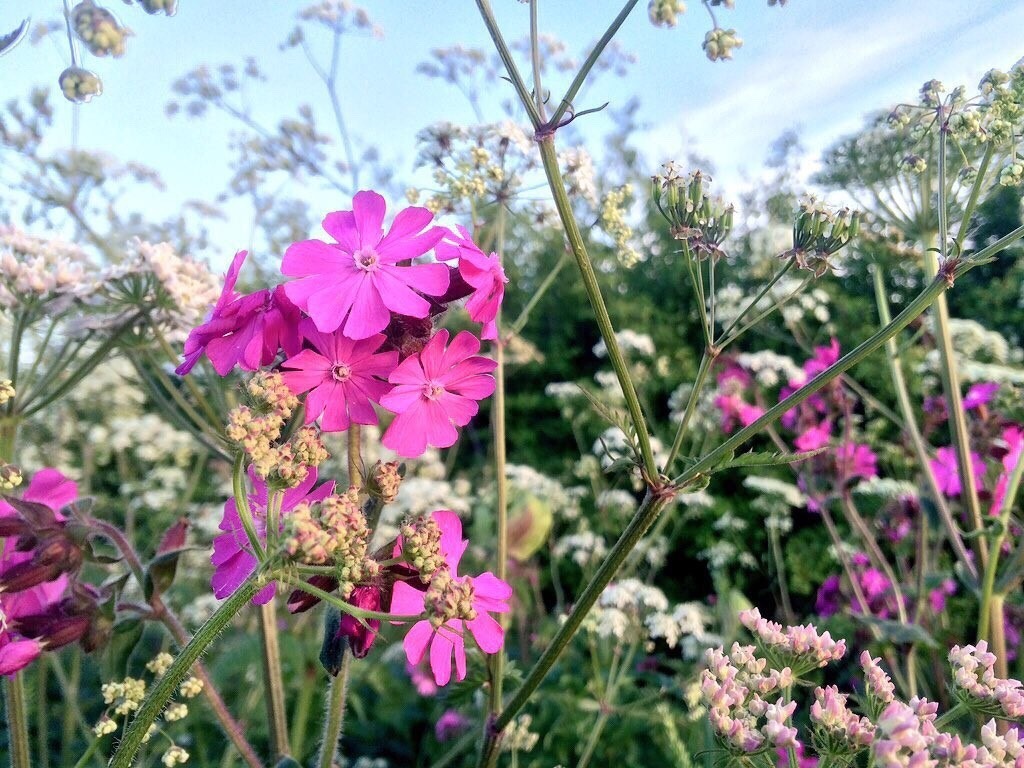 Sitting in an English Garden Waiting For The Sun.