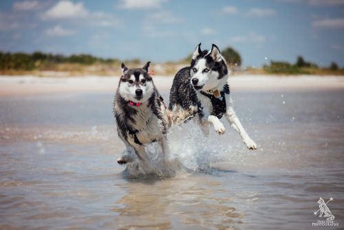 huskyhuddle:  An adorable play sequence of Nora and Balto(click on the photos, stupid tumblr is making them blurry in the preview)@rnerri