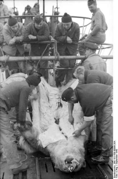 German U-Boat crew kills a polar bear. World War II.