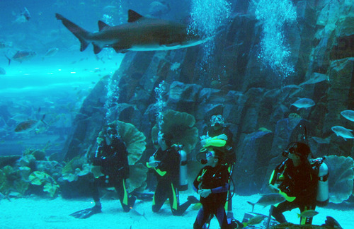 AquaRio promove a 'Shark Week', semana dedicada aos tubarões, O que fazer  no Rio de Janeiro