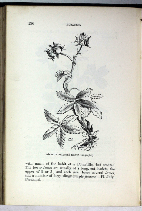 Flowers of the FieldRev C A JohnsLondon SPCK 1889 twenty sixth edition